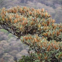 Palaquium rubiginosum (Thwaites) Engl.